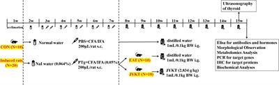 A Chinese Patent Medicine JiaYanKangTai Alleviates Inflammatory Lesions of Experimental Autoimmune Thyroiditis by Regulating Interleukin-17 Signaling